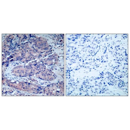 Immunohistochemistry - SEK1/MKK4 (Ab-261) Antibody from Signalway Antibody (21131) - Antibodies.com