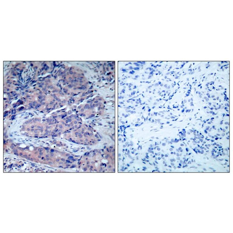 Immunohistochemistry - SEK1/MKK4 (Ab-261) Antibody from Signalway Antibody (21131) - Antibodies.com