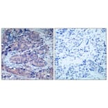 Immunohistochemistry - SEK1/MKK4 (Ab-261) Antibody from Signalway Antibody (21131) - Antibodies.com