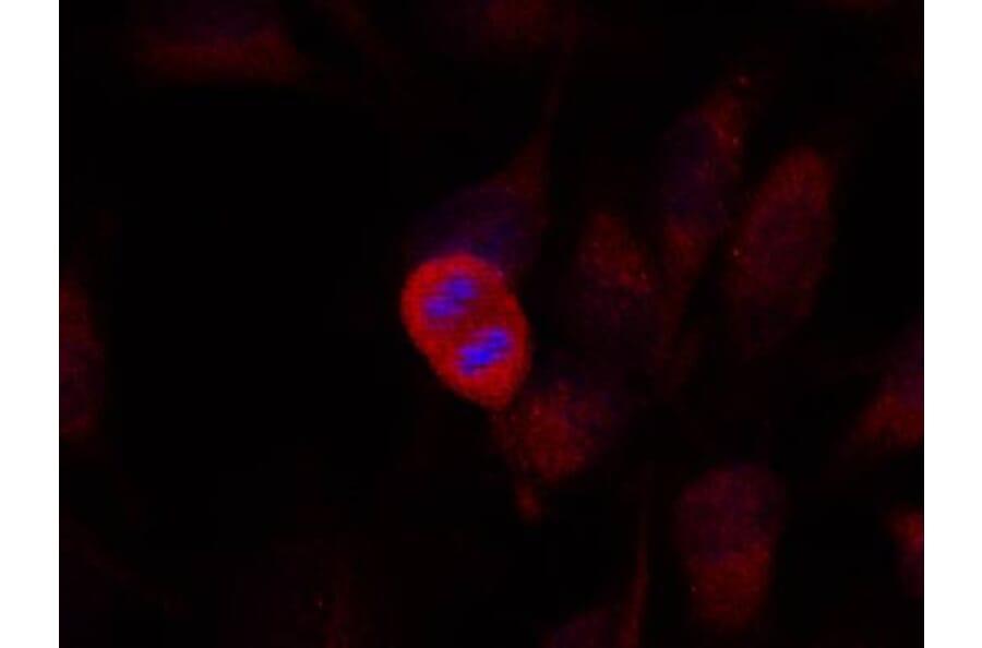 Immunofluorescence - SEK1/MKK4 (Ab-261) Antibody from Signalway Antibody (21131) - Antibodies.com