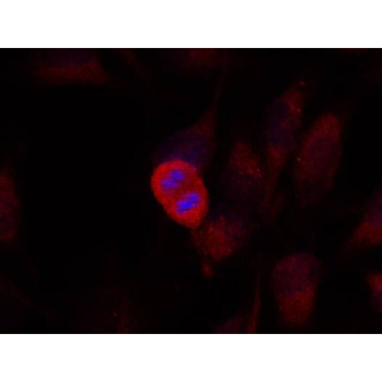 Immunofluorescence - SEK1/MKK4 (Ab-261) Antibody from Signalway Antibody (21131) - Antibodies.com