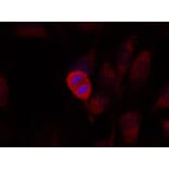 Immunofluorescence - SEK1/MKK4 (Ab-261) Antibody from Signalway Antibody (21131) - Antibodies.com