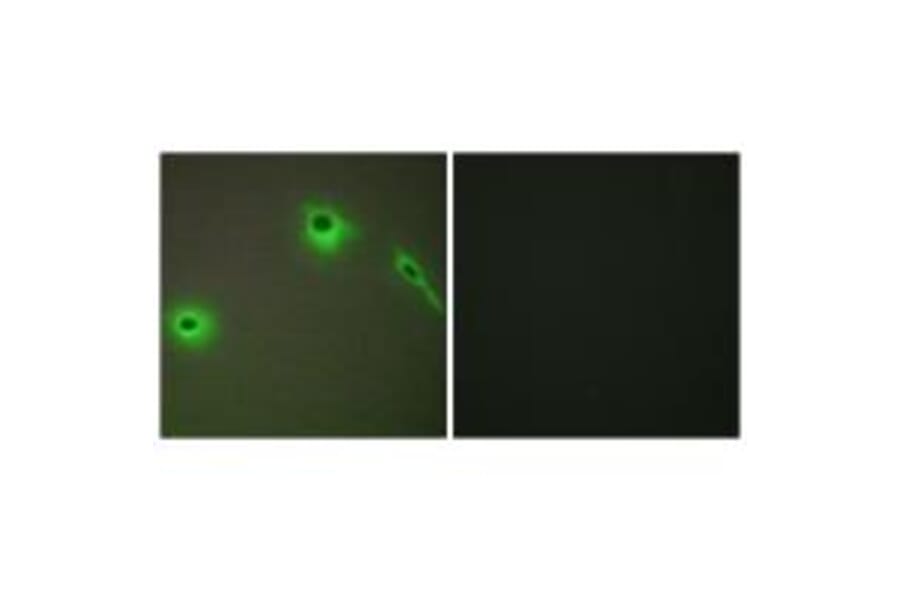 Immunofluorescence - Collagen XVIII α1 Antibody from Signalway Antibody (34216) - Antibodies.com