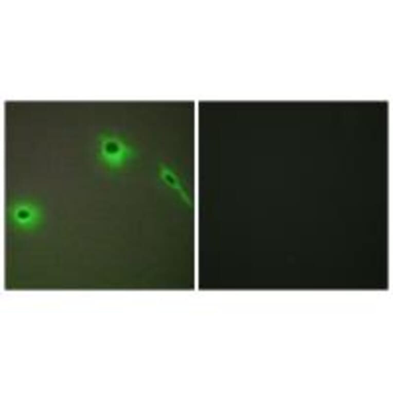 Immunofluorescence - Collagen XVIII α1 Antibody from Signalway Antibody (34216) - Antibodies.com