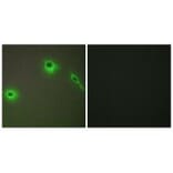 Immunofluorescence - Collagen XVIII α1 Antibody from Signalway Antibody (34216) - Antibodies.com