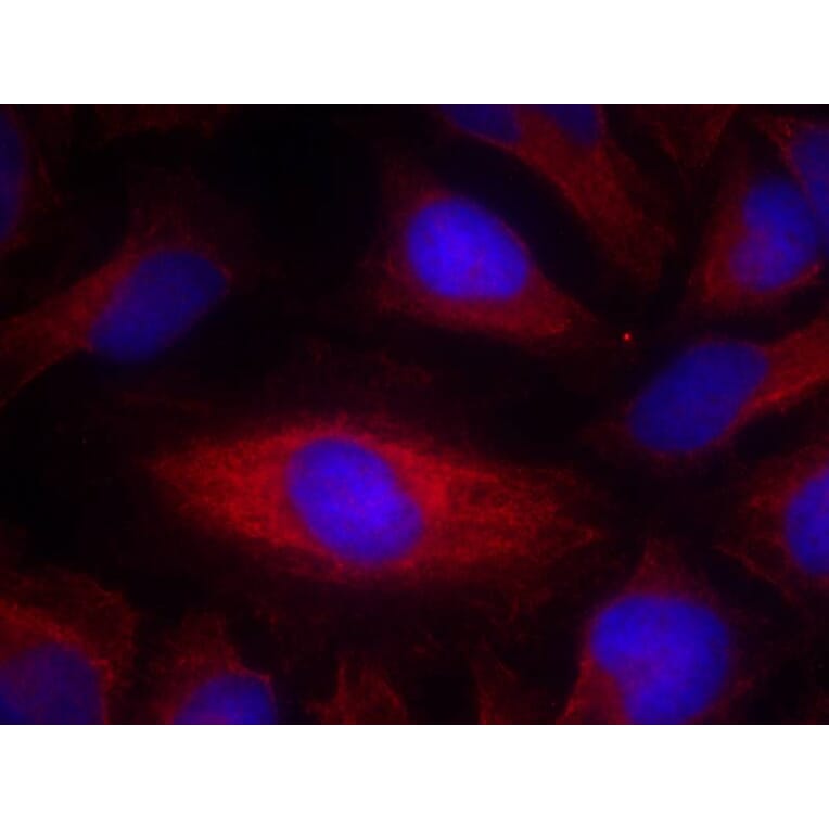 Immunofluorescence - PLC-g2 (Ab-1217) Antibody from Signalway Antibody (21524) - Antibodies.com