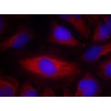 Immunofluorescence - PLC-g2 (Ab-1217) Antibody from Signalway Antibody (21524) - Antibodies.com