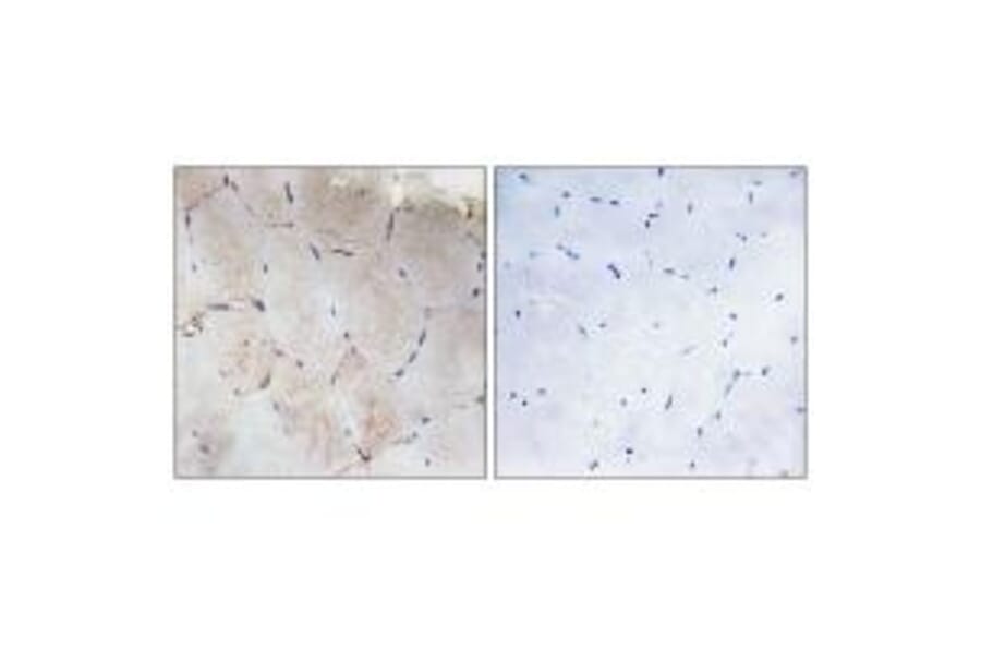 Immunohistochemistry - Collagen XII α1 Antibody from Signalway Antibody (34213) - Antibodies.com