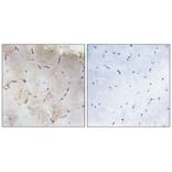 Immunohistochemistry - Collagen XII α1 Antibody from Signalway Antibody (34213) - Antibodies.com