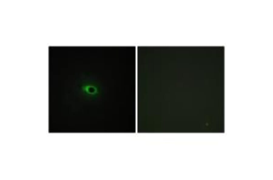 Immunofluorescence - Collagen XII α1 Antibody from Signalway Antibody (34213) - Antibodies.com