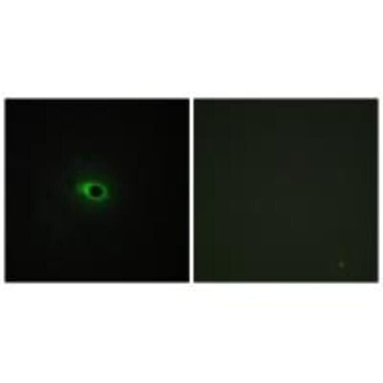 Immunofluorescence - Collagen XII α1 Antibody from Signalway Antibody (34213) - Antibodies.com