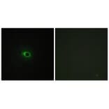 Immunofluorescence - Collagen XII α1 Antibody from Signalway Antibody (34213) - Antibodies.com