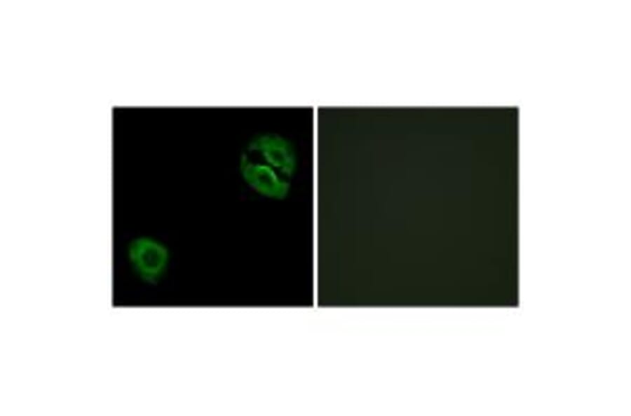 Immunofluorescence - Collagen XIX α1 Antibody from Signalway Antibody (34217) - Antibodies.com