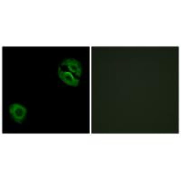 Immunofluorescence - Collagen XIX α1 Antibody from Signalway Antibody (34217) - Antibodies.com