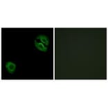Immunofluorescence - Collagen XIX α1 Antibody from Signalway Antibody (34217) - Antibodies.com