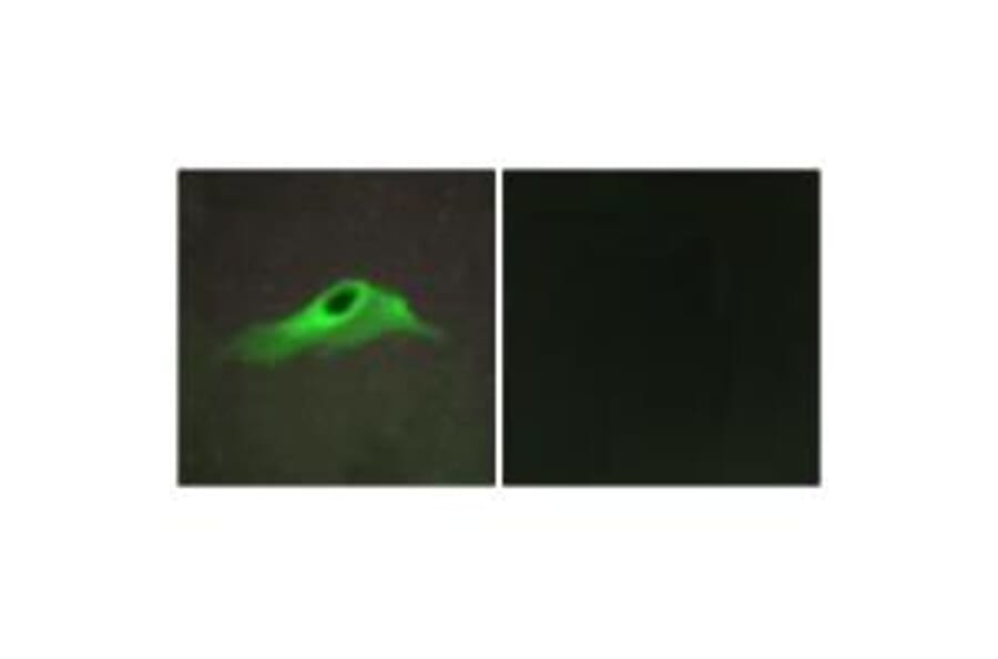 Immunofluorescence - Collagen IV α5 Antibody from Signalway Antibody (34204) - Antibodies.com