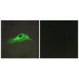 Immunofluorescence - Collagen IV α5 Antibody from Signalway Antibody (34204) - Antibodies.com