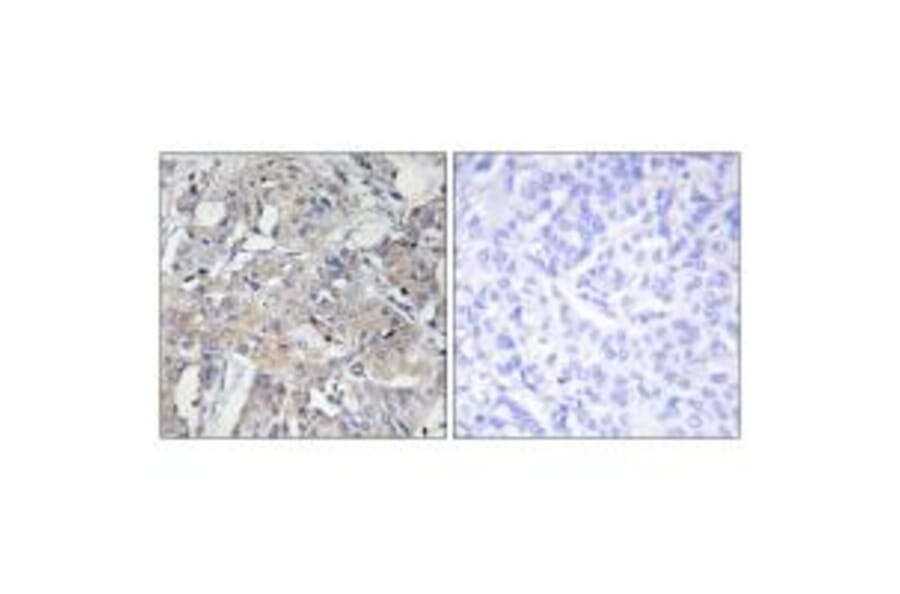 Immunohistochemistry - Collagen VI α3 Antibody from Signalway Antibody (34209) - Antibodies.com