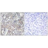 Immunohistochemistry - Collagen VI α3 Antibody from Signalway Antibody (34209) - Antibodies.com