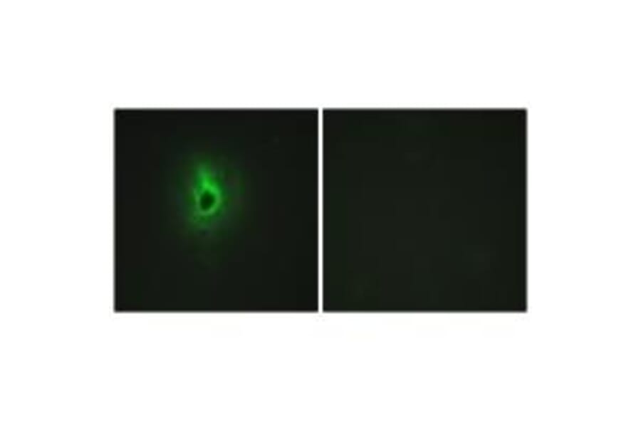 Immunofluorescence - Collagen VI α3 Antibody from Signalway Antibody (34209) - Antibodies.com