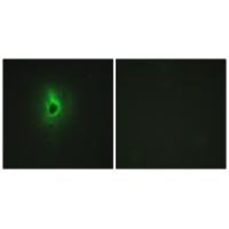 Immunofluorescence - Collagen VI α3 Antibody from Signalway Antibody (34209) - Antibodies.com