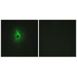 Immunofluorescence - Collagen VI α3 Antibody from Signalway Antibody (34209) - Antibodies.com