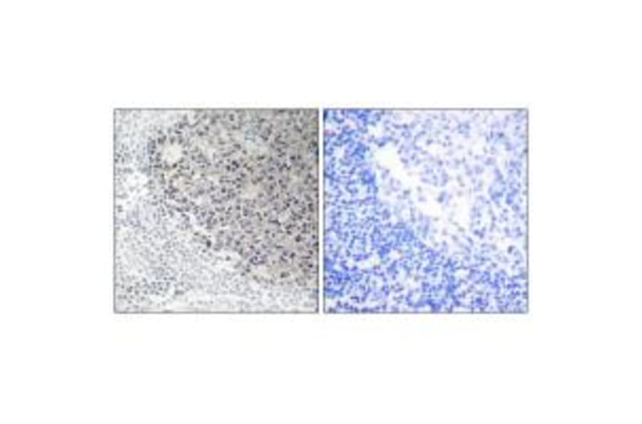 Immunohistochemistry - Collagen IX α3 Antibody from Signalway Antibody (34210) - Antibodies.com