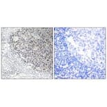 Immunohistochemistry - Collagen IX α3 Antibody from Signalway Antibody (34210) - Antibodies.com