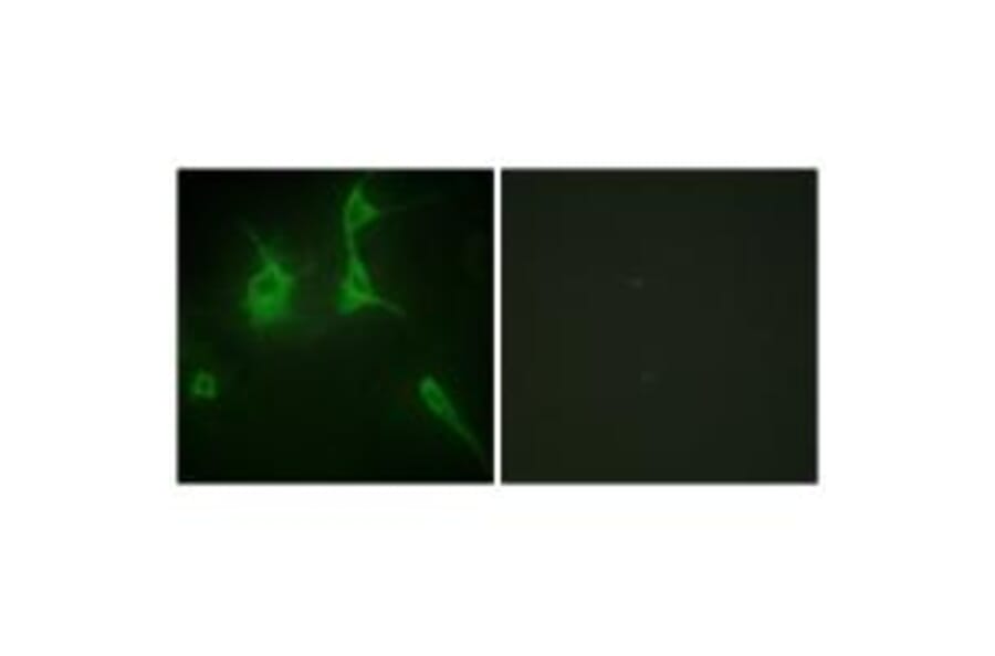 Immunofluorescence - Collagen IX α3 Antibody from Signalway Antibody (34210) - Antibodies.com