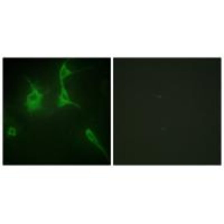Immunofluorescence - Collagen IX α3 Antibody from Signalway Antibody (34210) - Antibodies.com