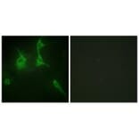 Immunofluorescence - Collagen IX α3 Antibody from Signalway Antibody (34210) - Antibodies.com