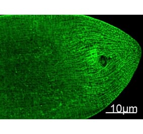 Immunofluorescence - Myosin Heavy Chain Mouse Monoclonal Antibody from Signalway Antibody (38013) - Antibodies.com