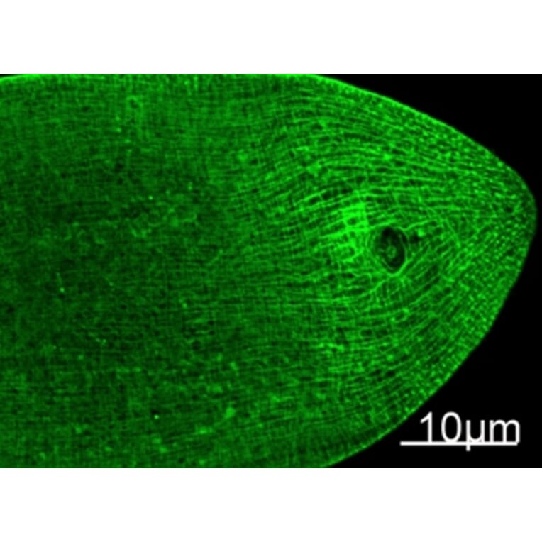 Immunofluorescence - Myosin Heavy Chain Mouse Monoclonal Antibody from Signalway Antibody (38013) - Antibodies.com