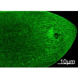 Immunofluorescence - Myosin Heavy Chain Mouse Monoclonal Antibody from Signalway Antibody (38013) - Antibodies.com