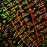 Immunofluorescence - Myosin Heavy Chain Mouse Monoclonal Antibody from Signalway Antibody (38013) - Antibodies.com