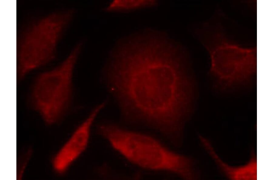 Immunofluorescence - Smad3 (Ab-208) Antibody from Signalway Antibody (21324) - Antibodies.com