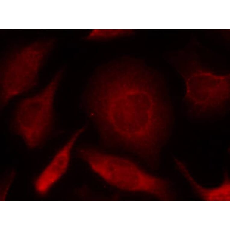 Immunofluorescence - Smad3 (Ab-208) Antibody from Signalway Antibody (21324) - Antibodies.com