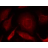 Immunofluorescence - Smad3 (Ab-208) Antibody from Signalway Antibody (21324) - Antibodies.com