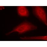 Immunofluorescence - Smad3 (Ab-425) Antibody from Signalway Antibody (21325) - Antibodies.com