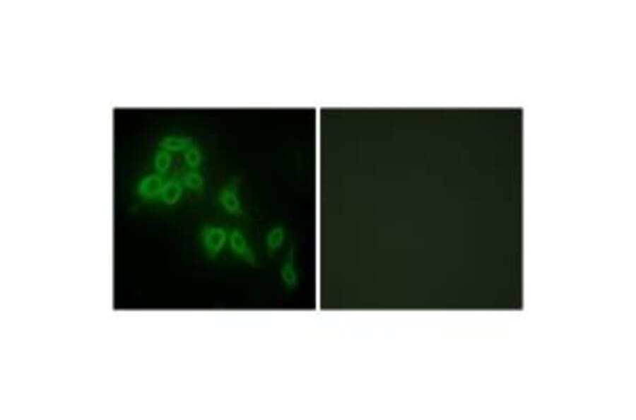 Immunofluorescence - Collagen V α2 Antibody from Signalway Antibody (34206) - Antibodies.com