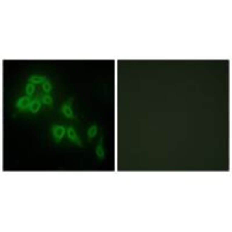 Immunofluorescence - Collagen V α2 Antibody from Signalway Antibody (34206) - Antibodies.com