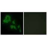 Immunofluorescence - Collagen V α2 Antibody from Signalway Antibody (34206) - Antibodies.com
