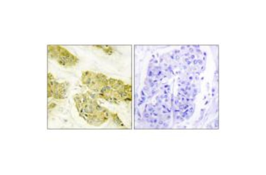 Immunohistochemistry - Collagen V α3 Antibody from Signalway Antibody (34207) - Antibodies.com