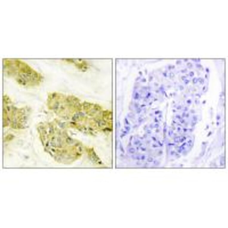 Immunohistochemistry - Collagen V α3 Antibody from Signalway Antibody (34207) - Antibodies.com