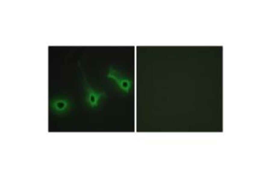 Immunofluorescence - Collagen V α3 Antibody from Signalway Antibody (34207) - Antibodies.com