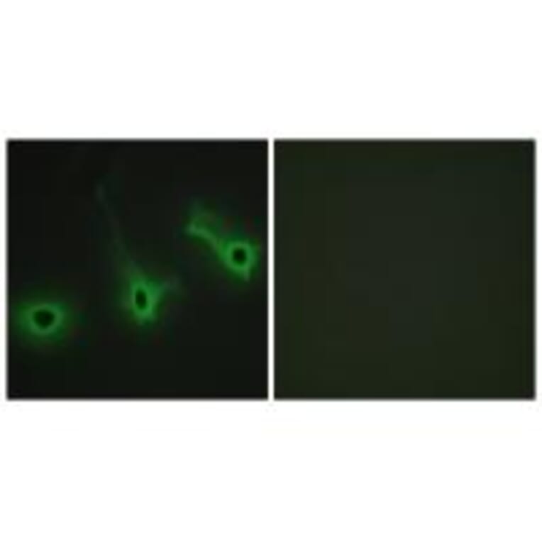 Immunofluorescence - Collagen V α3 Antibody from Signalway Antibody (34207) - Antibodies.com