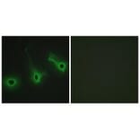 Immunofluorescence - Collagen V α3 Antibody from Signalway Antibody (34207) - Antibodies.com