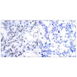 Immunohistochemistry - JunB (Ab-79) Antibody from Signalway Antibody (21026) - Antibodies.com