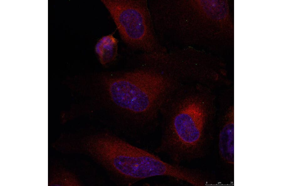 Immunofluorescence - JunB (Ab-79) Antibody from Signalway Antibody (21026) - Antibodies.com