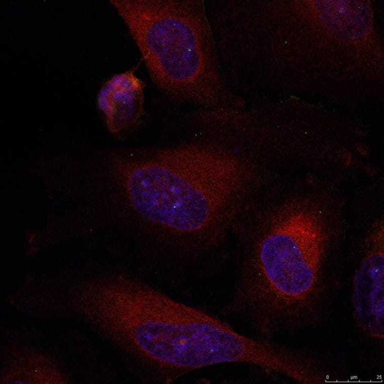 Immunofluorescence - JunB (Ab-79) Antibody from Signalway Antibody (21026) - Antibodies.com